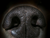 Dog?s Muzzle