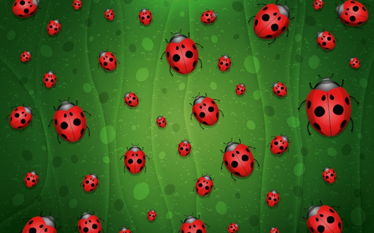 Ladybirds