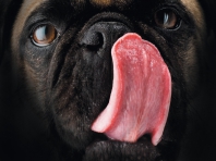 Dog?s Tongue