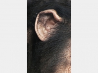 Ear 01