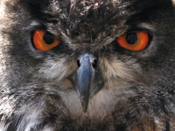 Eagl Owl