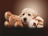Dog with Teddy